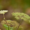 高山植物1