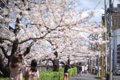 春の神田川　〜2〜