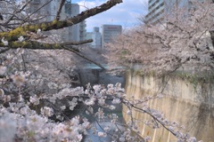 春の神田川　〜4〜