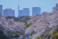 千鳥ヶ淵　満開