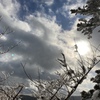 凍てつく小枝
