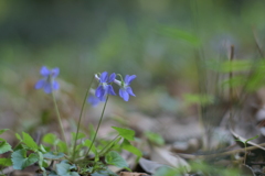 野草も賑やか