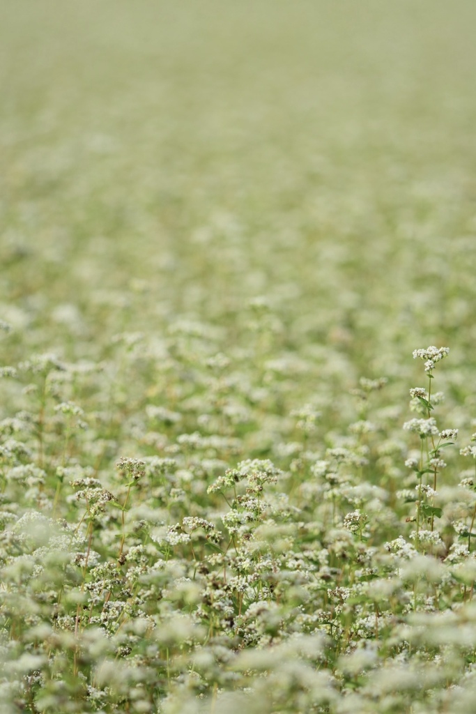 蕎麦の花