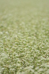 蕎麦の花