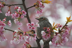 ヒヨドリと桜