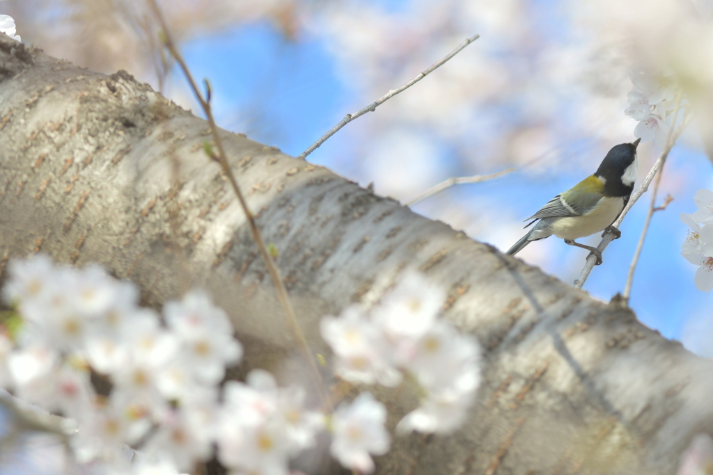 春の四十雀