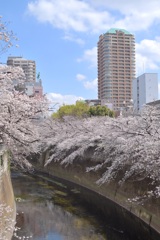 春の神田川　〜5〜