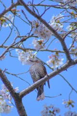 ヒヨドリと桜-2021