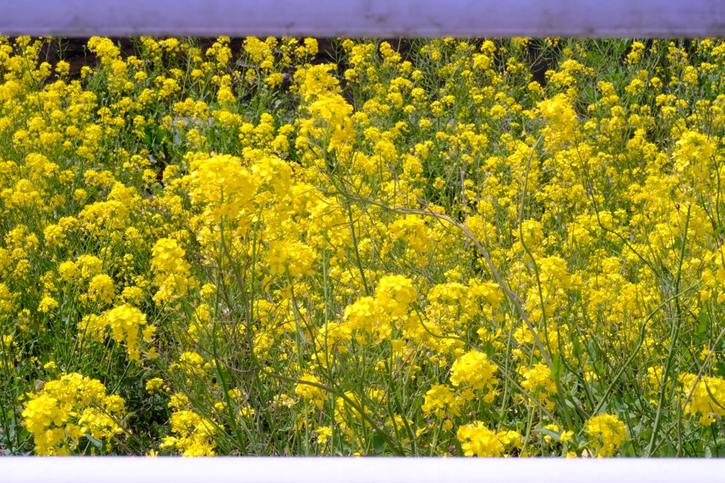 菜の花