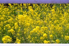 菜の花