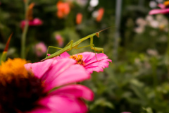 カマキリ