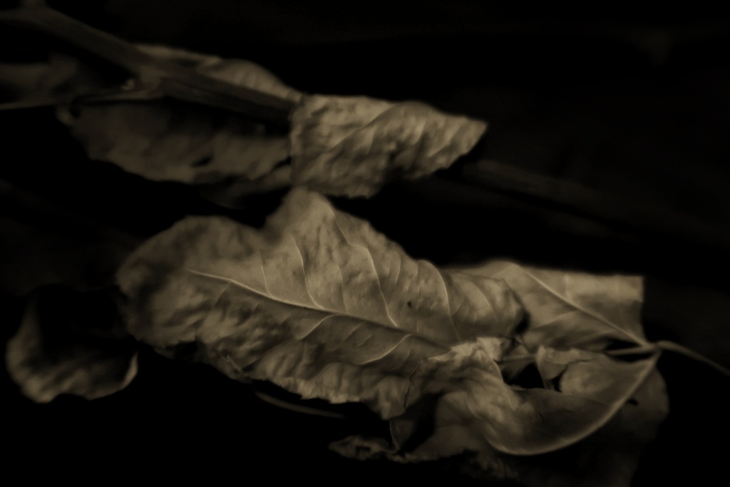 ドライフラワーの葉