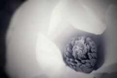ふんわり木蓮