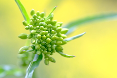 菜の花