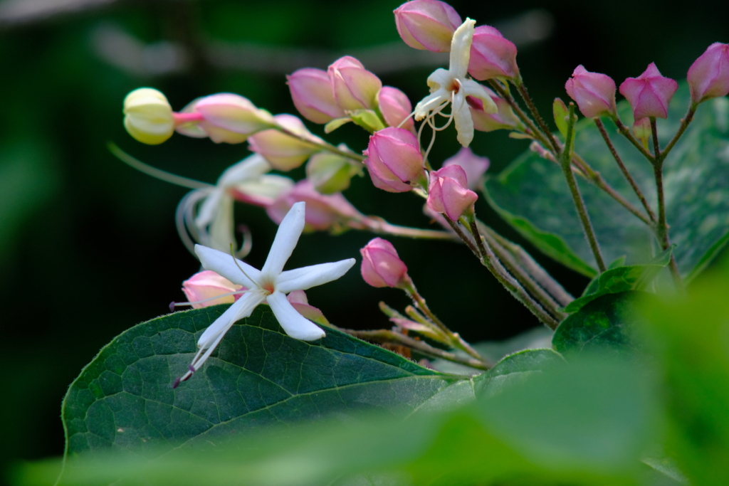 なんて花？