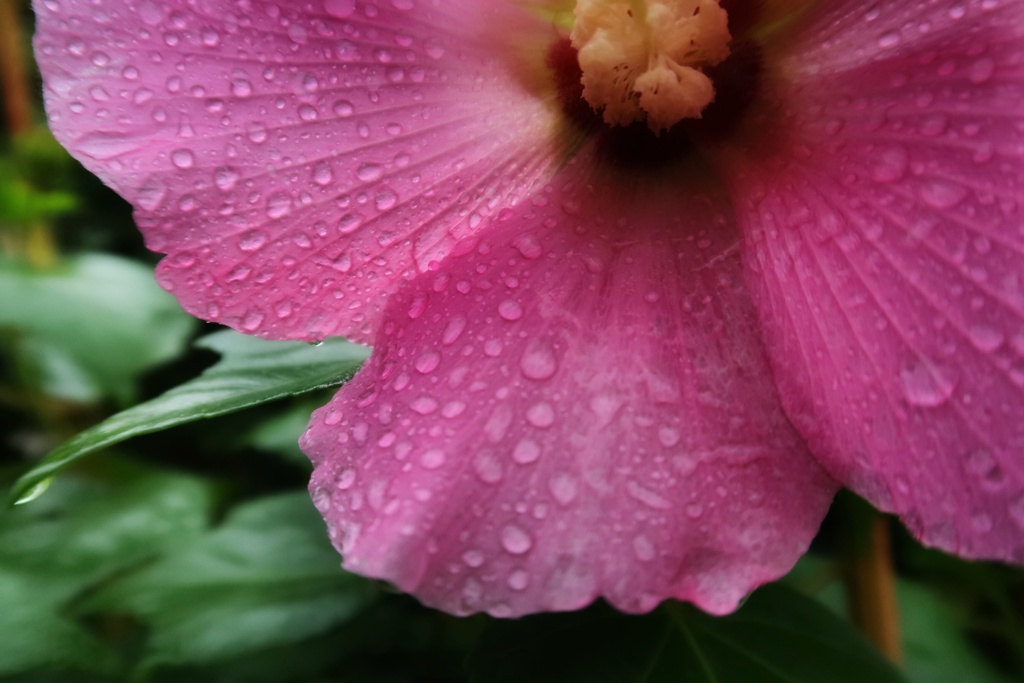 雨