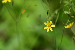 道端の花も美しい