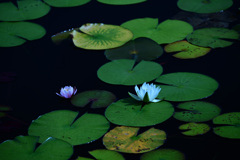 遅咲きの水蓮2