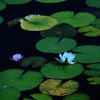 遅咲きの水蓮2
