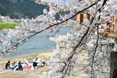 お花見