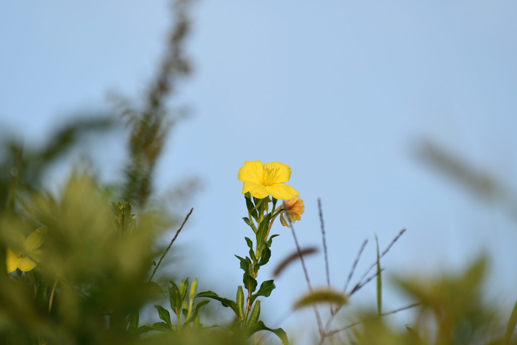 野に咲く花