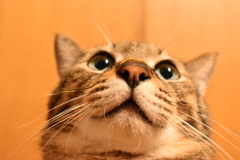 ぽわん