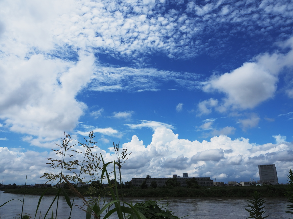 雲と草②