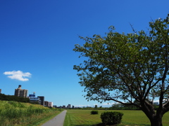空と木