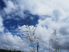 雲と草