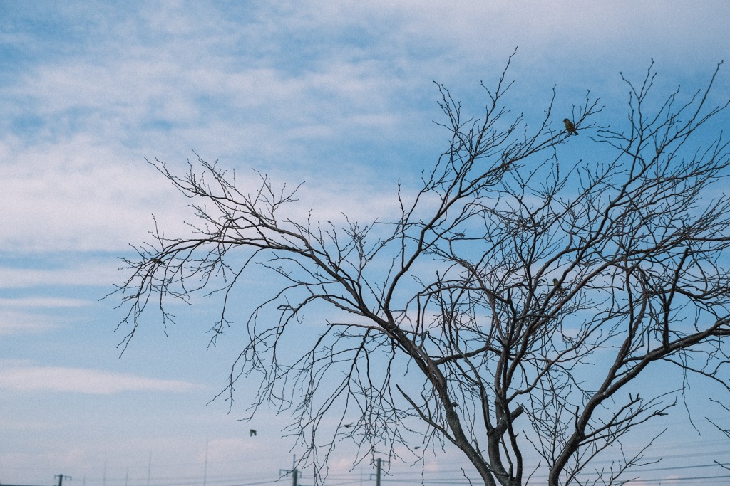 雲空木鳥