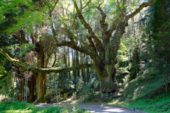 籾山八幡社の大ケヤキ