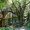 籾山八幡社の大ケヤキ