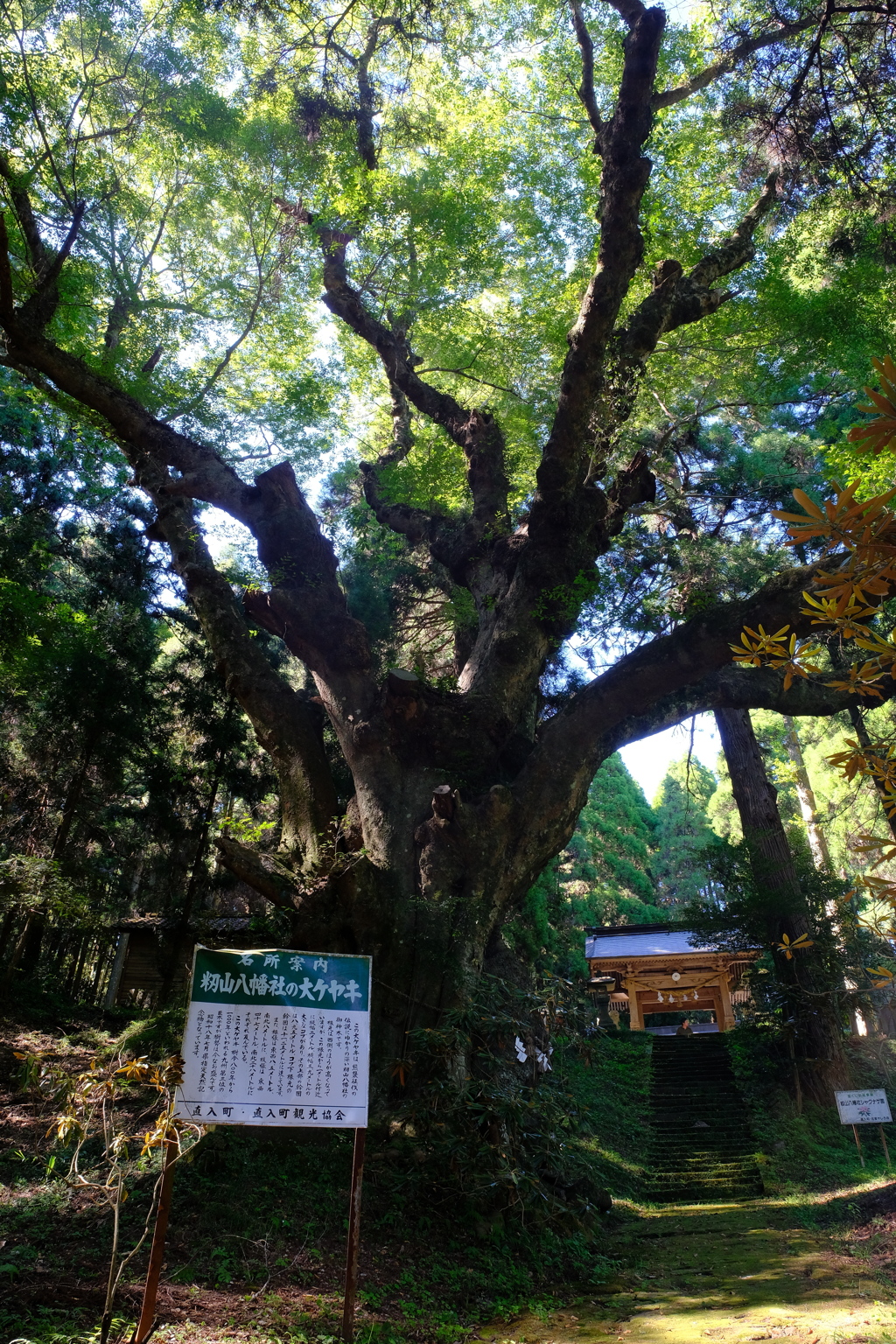 籾山八幡社の大ケヤキ