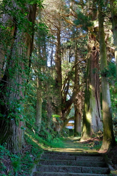 籾山八幡社の杉並木