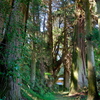 籾山八幡社の杉並木