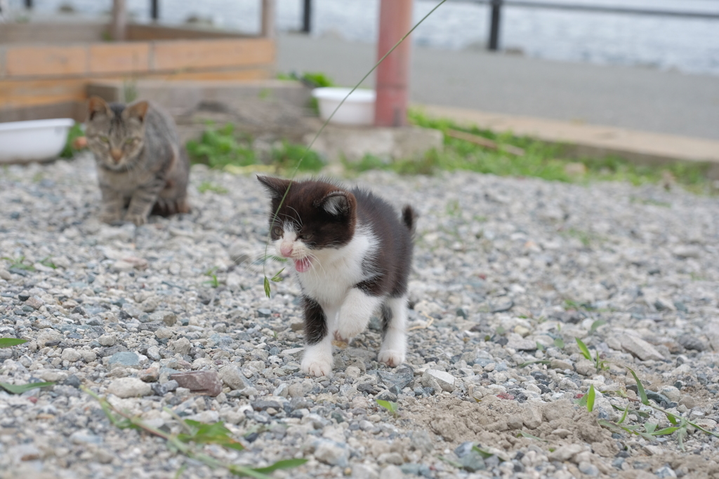 子猫と遊ぶ