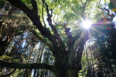 大ケヤキと光芒