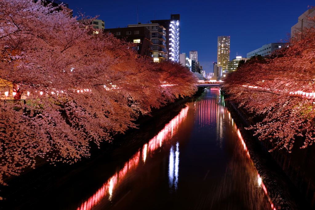 夜桜L