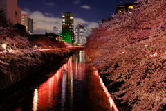 夜桜R