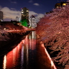 夜桜R