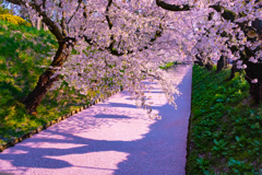 桜道