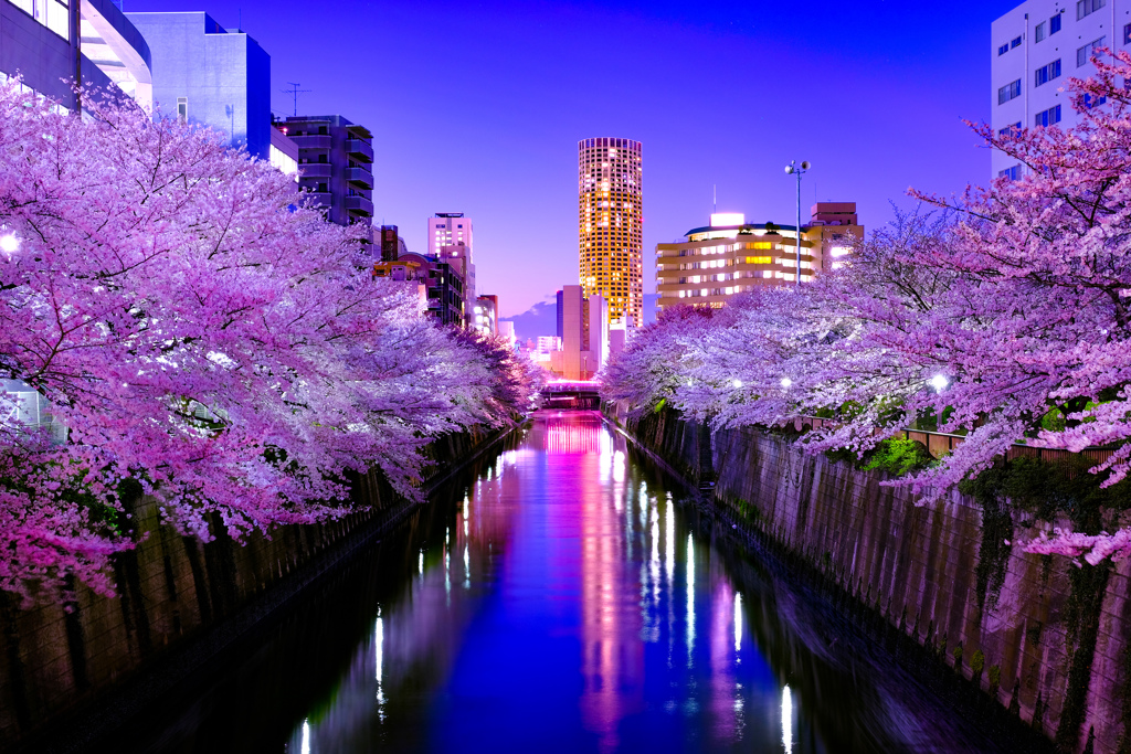 夜桜