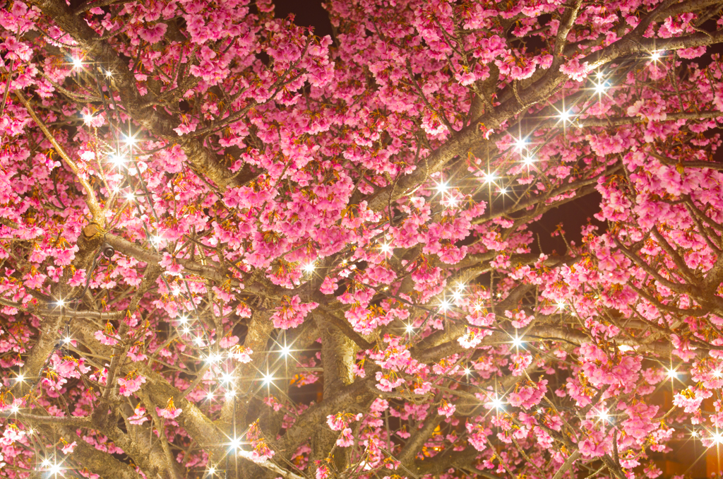 気の早すぎる桜