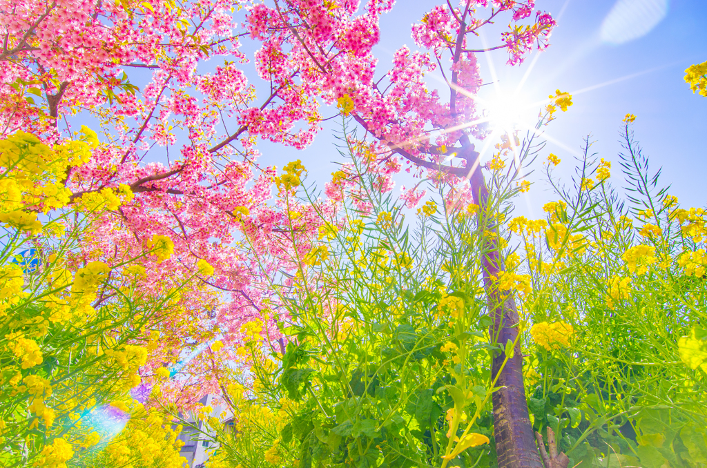 街角の桜と菜の花