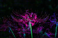 闇夜の彼岸花