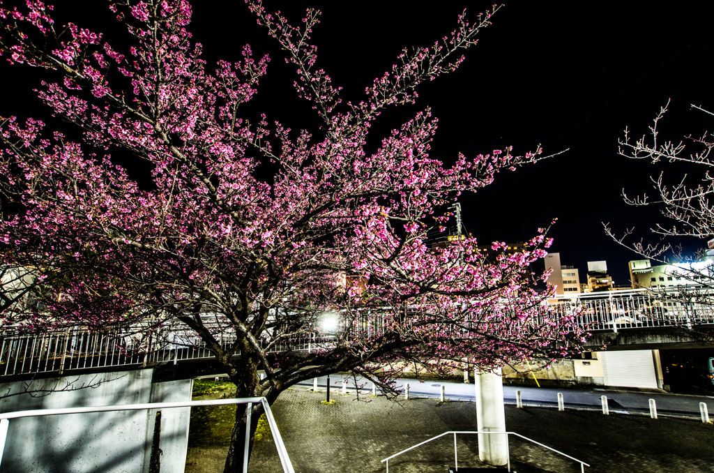 気の早い桜