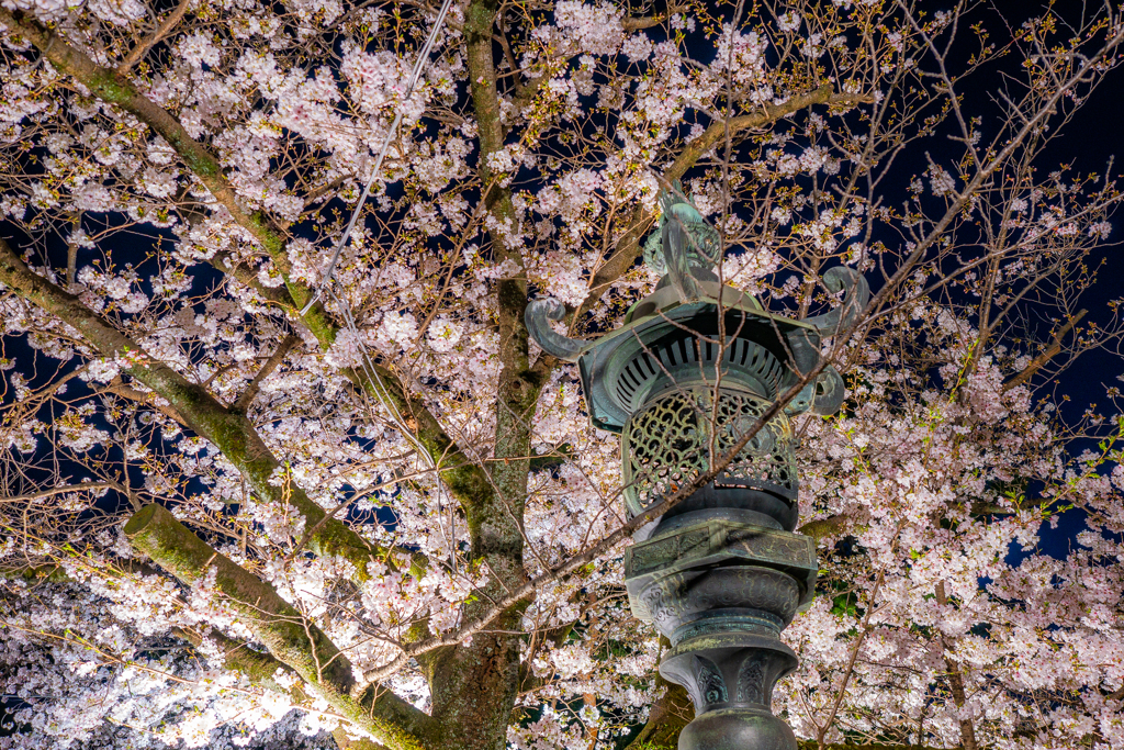 今年の桜