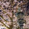 今年の桜