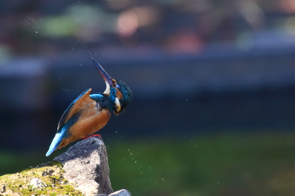 カワセミさん水飛ばす