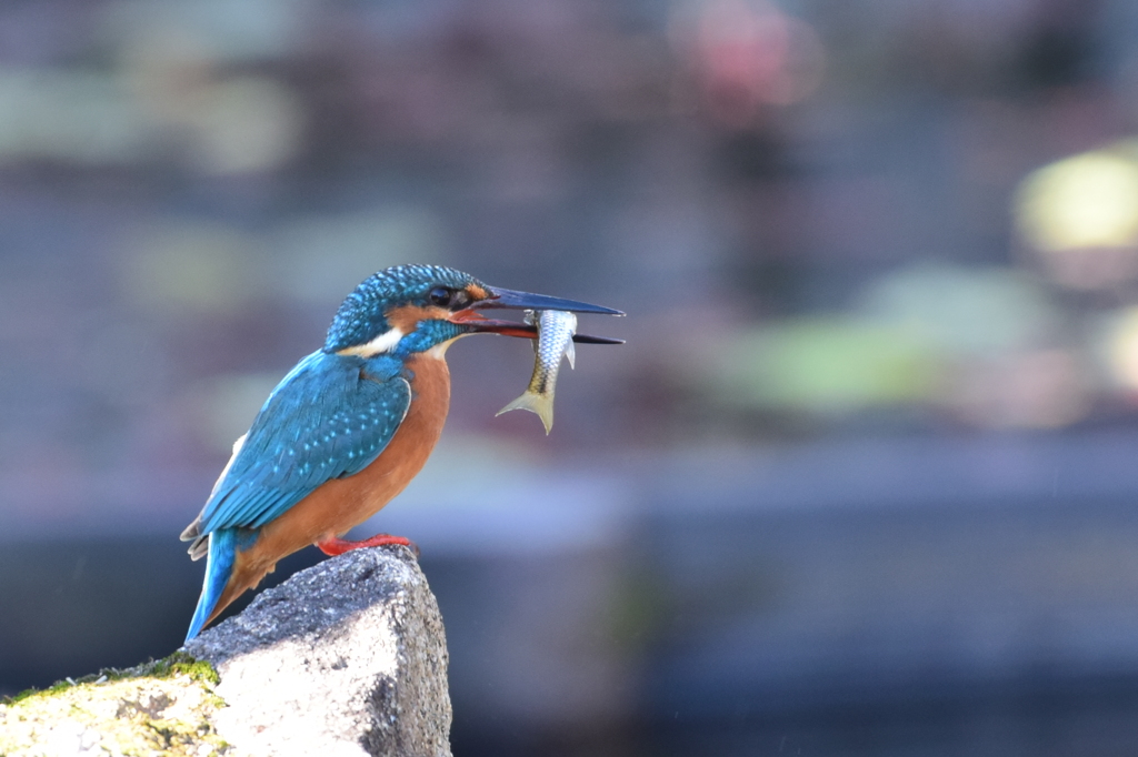 カワセミさん魚GET2